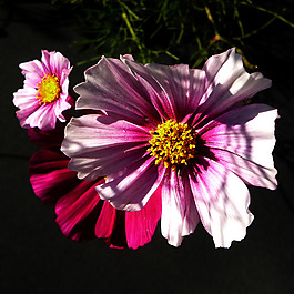 位圖 植物攝影 寫實(shí)花卉 花朵 數(shù)碼照片 免費(fèi)素材