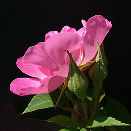 位圖 植物攝影 寫實(shí)花卉 花朵 月季 免費(fèi)素材