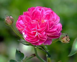 位圖 植物攝影 寫實花卉 花朵 月季 免費素材