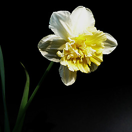 位圖 植物攝影 寫實(shí)花卉 花朵 數(shù)碼照片 免費(fèi)素材