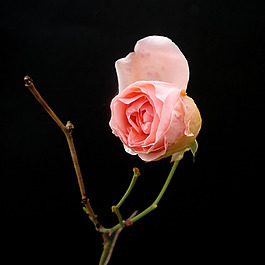 位圖 植物攝影 寫實(shí)花卉 花朵 玫瑰 免費(fèi)素材