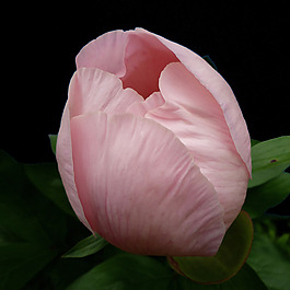 位圖 植物攝影 寫實(shí)花卉 花朵 數(shù)碼照片 免費(fèi)素材
