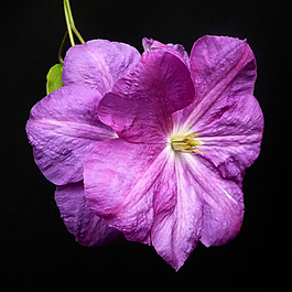 位圖 植物攝影 寫實花卉 花朵 數(shù)碼照片 免費素材
