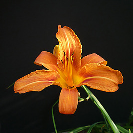 位圖 植物攝影 寫實(shí)花卉 花朵 百合 免費(fèi)素材