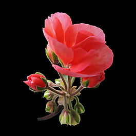 位圖 植物攝影 寫實(shí)花卉 花朵 數(shù)碼照片 免費(fèi)素材