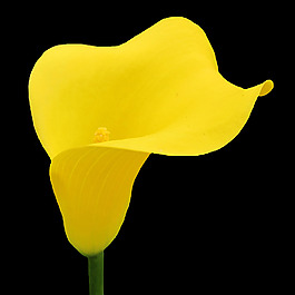 位圖 植物攝影 寫實(shí)花卉 花朵 數(shù)碼照片 免費(fèi)素材