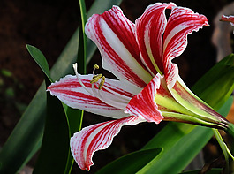 位圖 植物攝影 寫實(shí)花卉 花朵 百合 免費(fèi)素材
