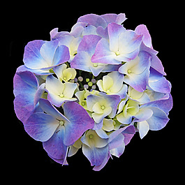 位圖 植物攝影 寫實(shí)花卉 花朵 數(shù)碼照片 免費(fèi)素材