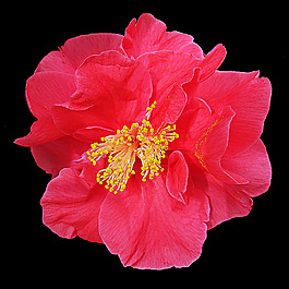 位圖 植物攝影 寫實(shí)花卉 花朵 數(shù)碼照片 免費(fèi)素材