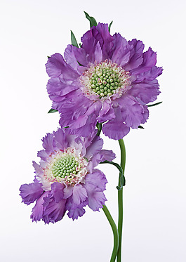 位圖 植物攝影 花卉 花朵 免費(fèi)素材