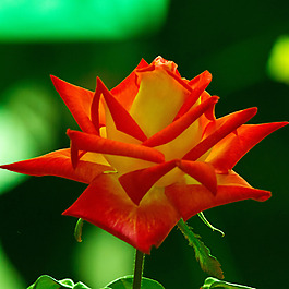 位圖 植物攝影 寫實(shí)花卉 花朵 數(shù)碼照片 免費(fèi)素材