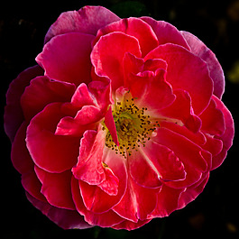 位圖 植物攝影 寫實(shí)花卉 花朵 數(shù)碼照片 免費(fèi)素材