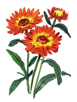 位圖 植物 寫(xiě)意花卉 花朵 菊花 免費(fèi)素材