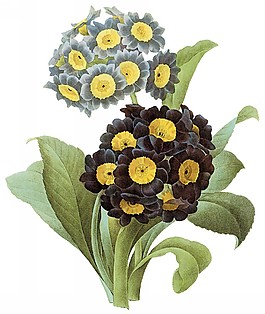 位圖 藝術效果 手繪 花卉 免費素材