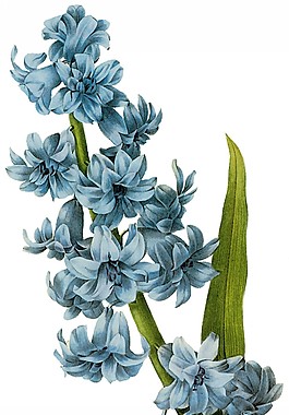 位圖 藝術(shù)效果 手繪 花卉 免費(fèi)素材