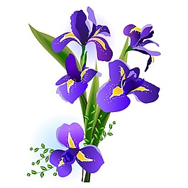 矢量圖 植物 寫意花卉 花朵 鳶尾 免費素材
