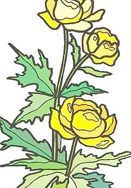 盆景花卉