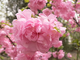 位圖 植物攝影 花卉 花朵 免費素材