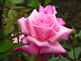 位圖 植物攝影 花卉 花朵 免費素材