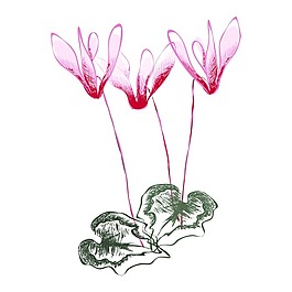 矢量圖 植物 寫意花卉 花朵 野花 免費(fèi)素材