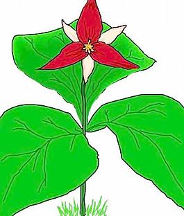 卡通花草漫画