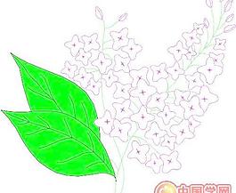 卡通花朵鮮花漫畫