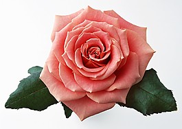 位圖 植物攝影 花卉 花朵 免費素材
