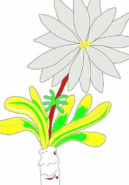 花草花朵花瓣