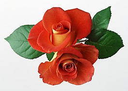 位圖 植物攝影 花卉 花朵 免費(fèi)素材