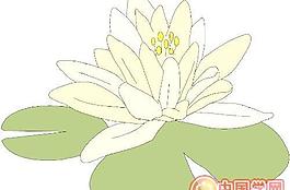 花朵鮮花