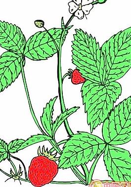 花朵鮮花