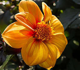 位圖 植物攝影 寫(xiě)實(shí)花卉 花朵 菊花 免費(fèi)素材