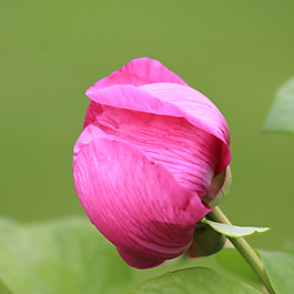 位圖 植物攝影 寫實花卉 花朵 玫瑰 免費素材