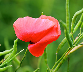 位圖 植物攝影 寫(xiě)實(shí)花卉 花朵 野花 免費(fèi)素材