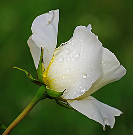 位圖 植物攝影 寫實(shí)花卉 花朵 白玫瑰 免費(fèi)素材