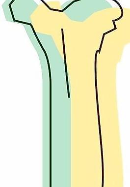 身體器官