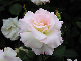 位圖 植物攝影 花卉 花朵 免費(fèi)素材
