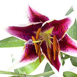位圖 植物攝影 寫實(shí)花卉 花朵 百合 免費(fèi)素材