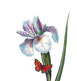 位圖 植物 寫意花卉 花朵 鳶尾 免費(fèi)素材