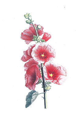 位圖 植物 寫意花卉 花朵 野花 免費素材