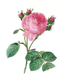 位圖 植物 寫意花卉 花朵 玫瑰 免費(fèi)素材