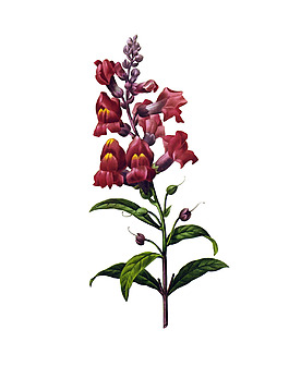 位圖 植物 寫意花卉 花朵 野花 免費(fèi)素材