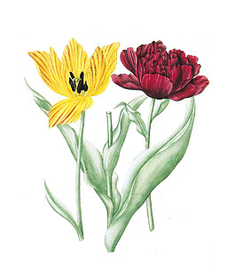 位圖 植物 寫(xiě)意花卉 花朵 百合 免費(fèi)素材