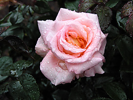 位圖 植物攝影 花卉 花朵 免費(fèi)素材