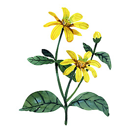 位圖 植物 寫意花卉 花朵 菊花 免費(fèi)素材