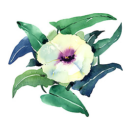 位圖 植物 寫意花卉 花朵 牽?；?免費(fèi)素材