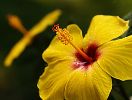位圖 植物攝影 寫(xiě)實(shí)花卉 花朵 野花 免費(fèi)素材