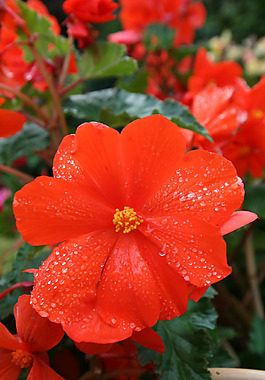 位圖 植物攝影 寫(xiě)實(shí)花卉 花朵 野花 免費(fèi)素材