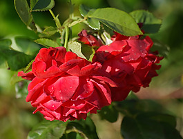 位圖 植物攝影 寫實(shí)花卉 花朵 月季 免費(fèi)素材