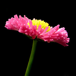 位圖 植物攝影 寫實(shí)花卉 花朵 菊花 免費(fèi)素材
